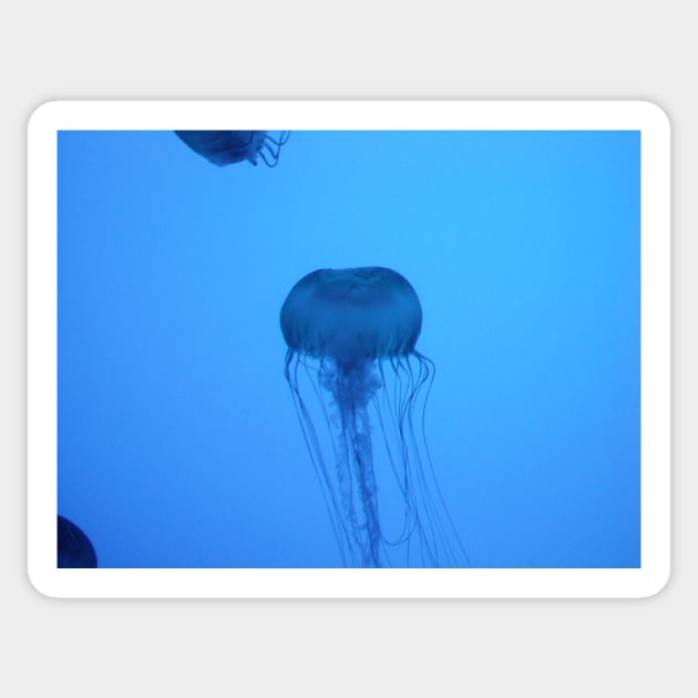 Blue Silhouetted Jellyfish Photo Print And Others Sticker by nhitori